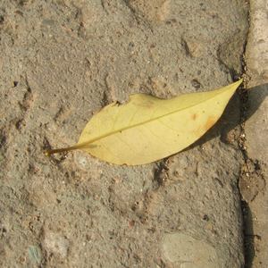 亚洲少妇三级片系列
